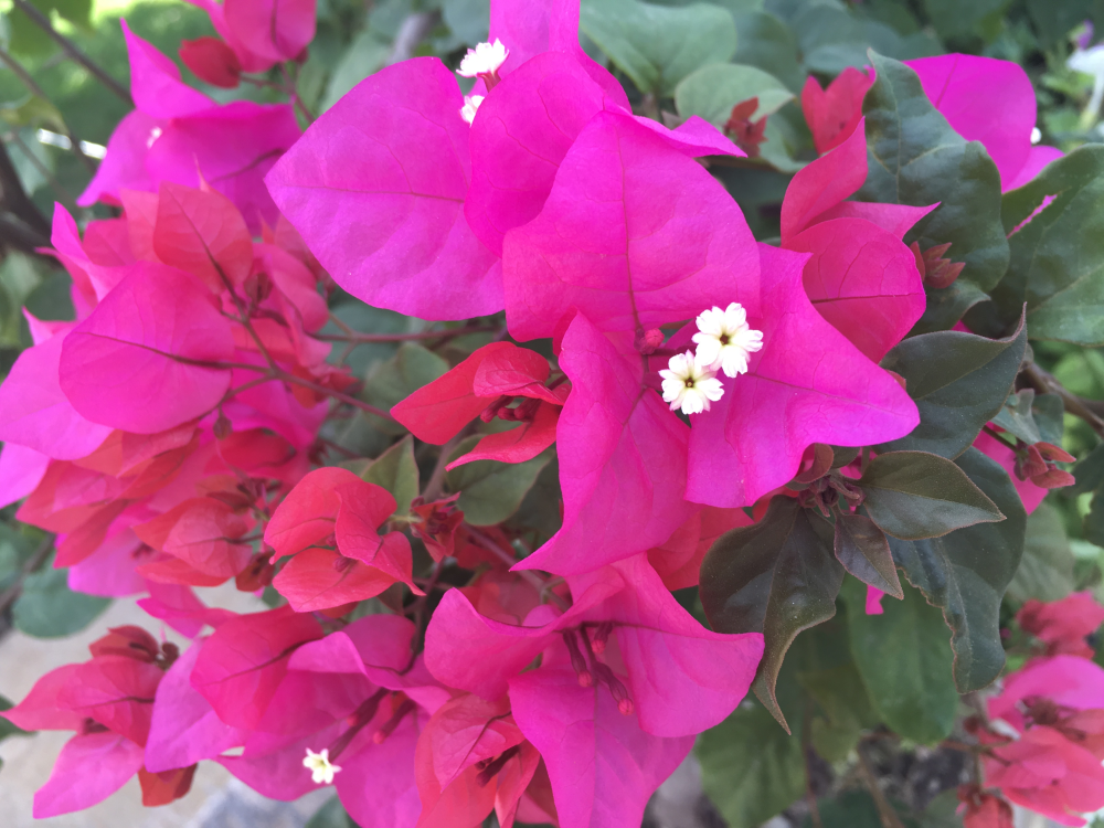 Flower at Tomb of Hafez