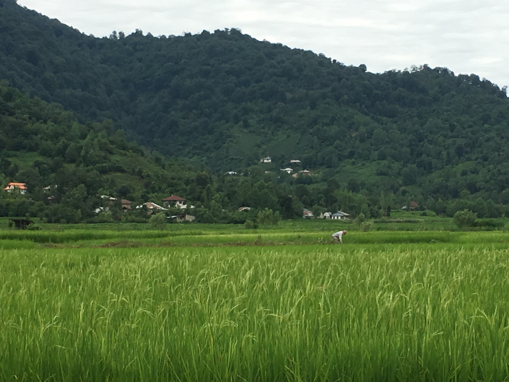 Rice paddies