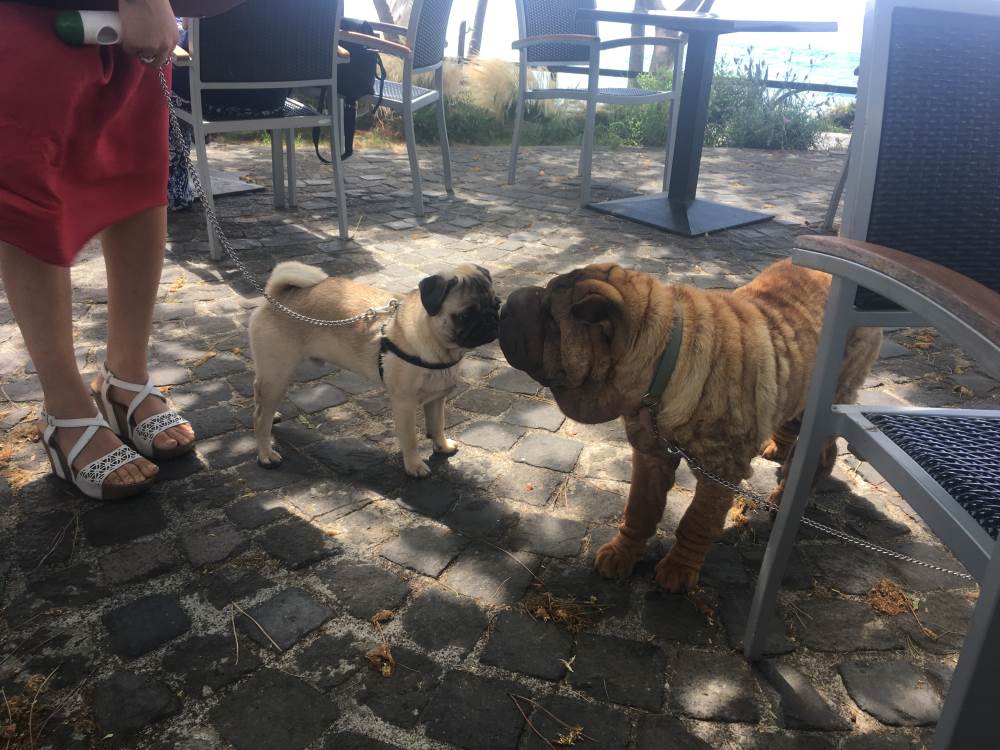 Dah Dah meets a pug