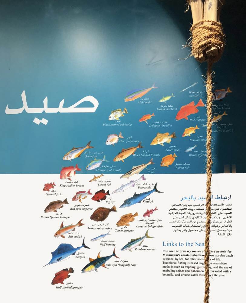 Fish of Musandam