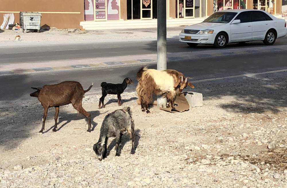 Khasab Goats