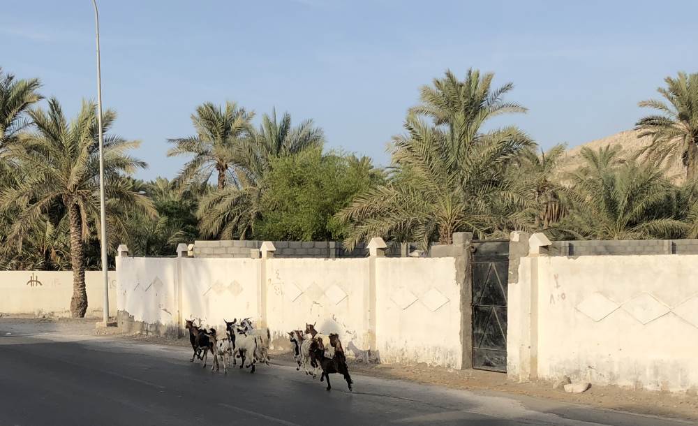 Khasab Goats