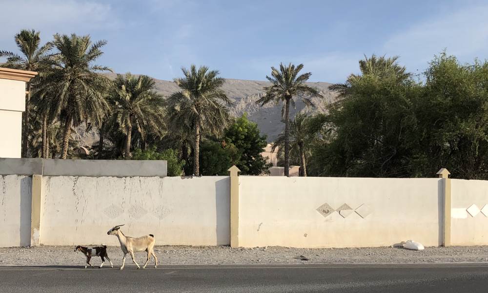 Khasab Goats