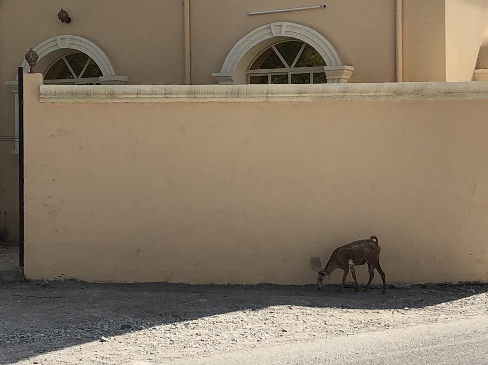 Khasab Goats