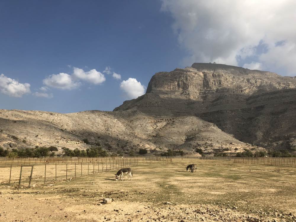 Grazing land in the mountains