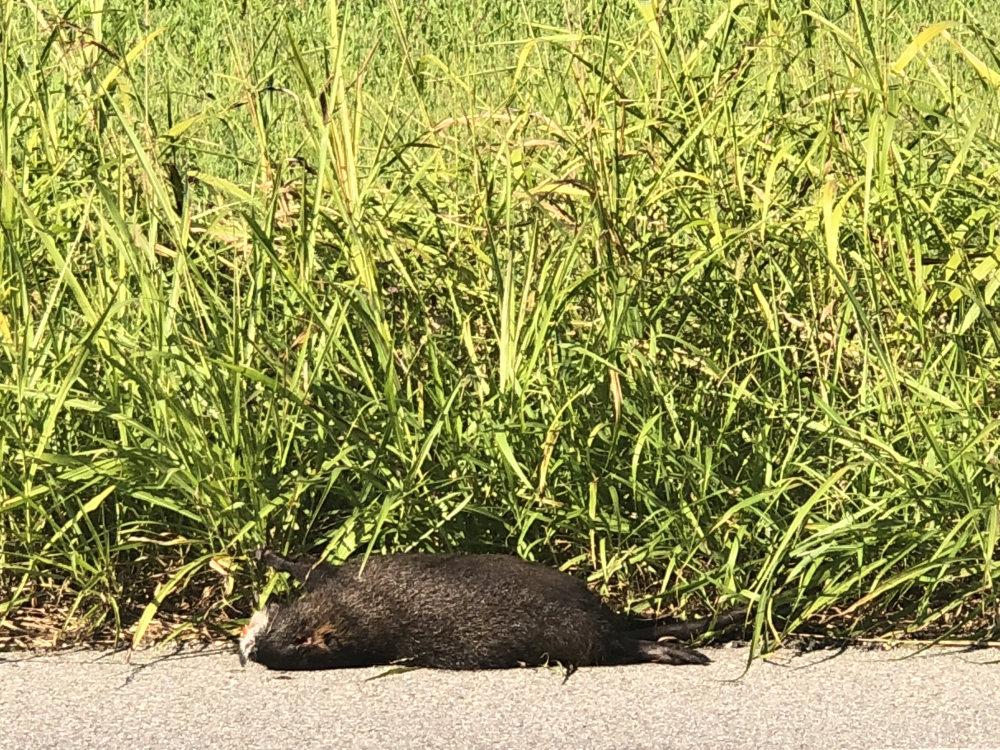 Nutria