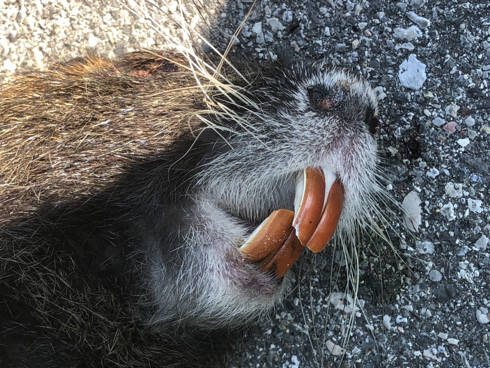 Nutria