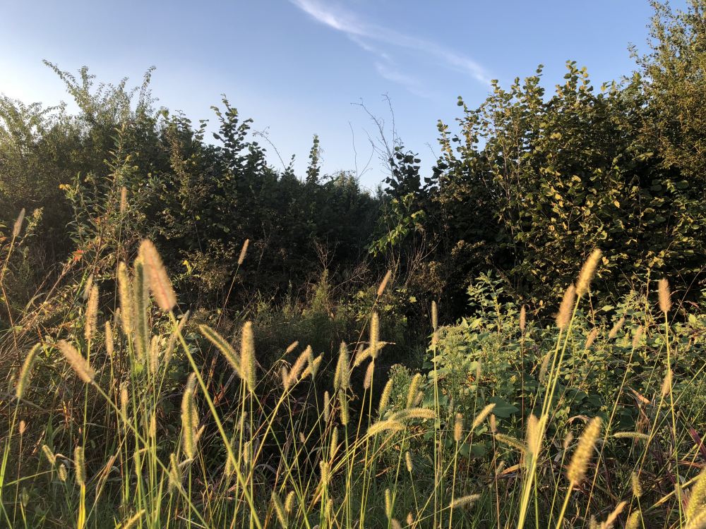 Wheat burnished with late sunlight