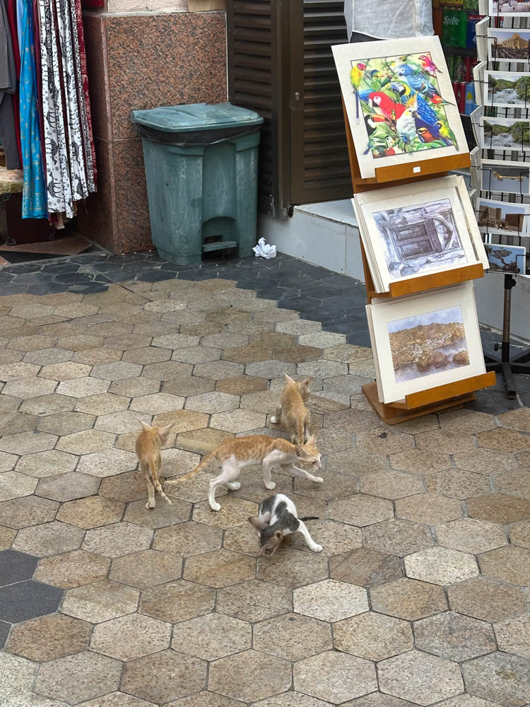 Cats at the Corniche