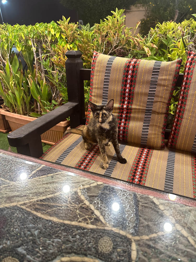 Muscat Corniche Dinner - Cat