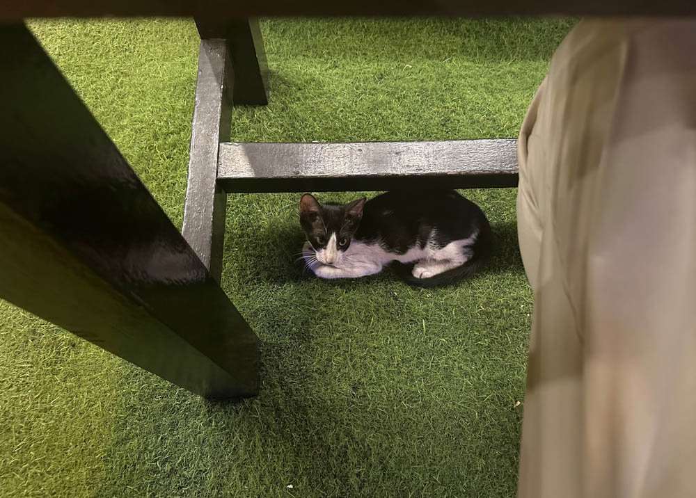 Muscat Corniche Dinner - Cat