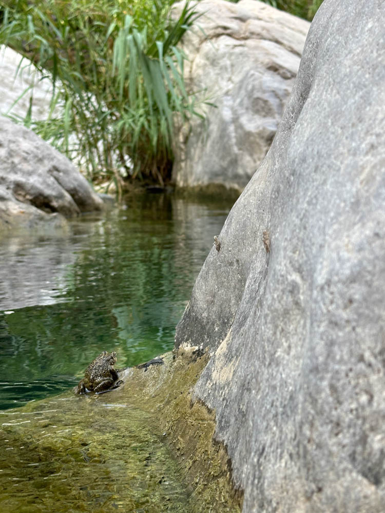 Wadi Tiwi Frog