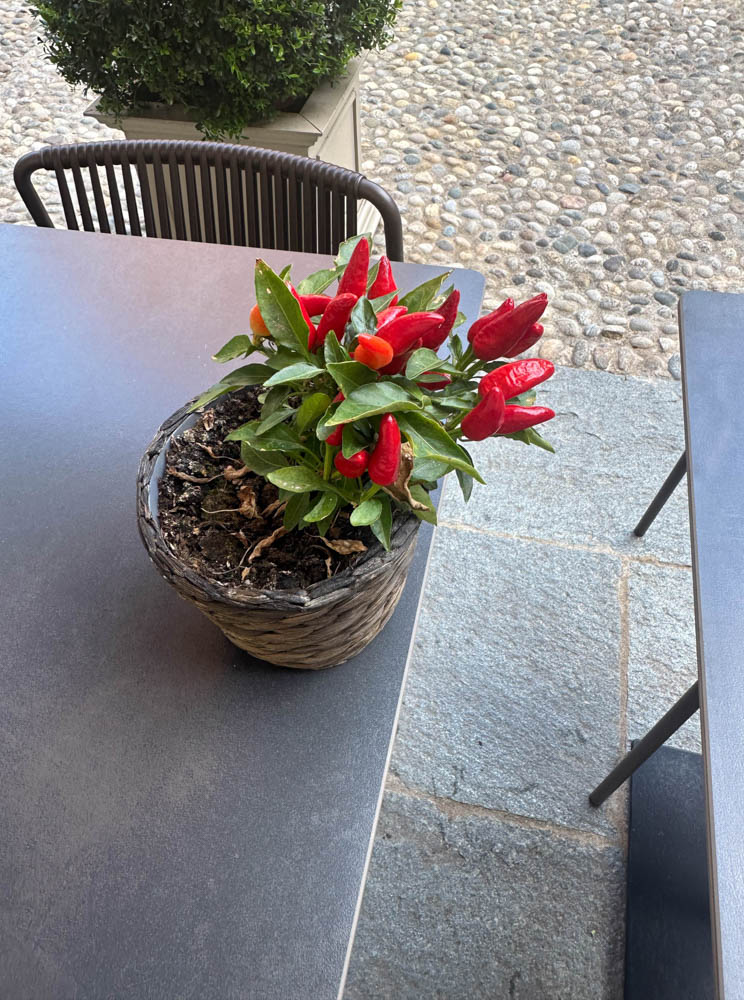 Peppers