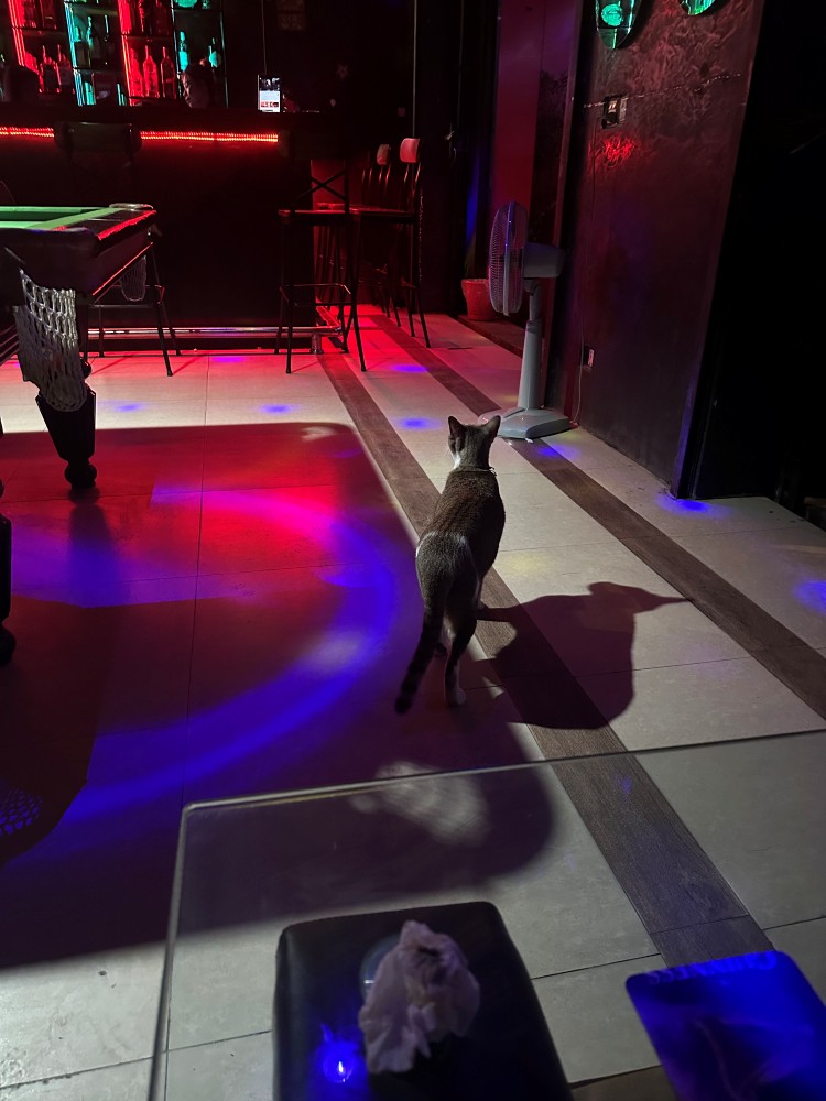 Bar Cat