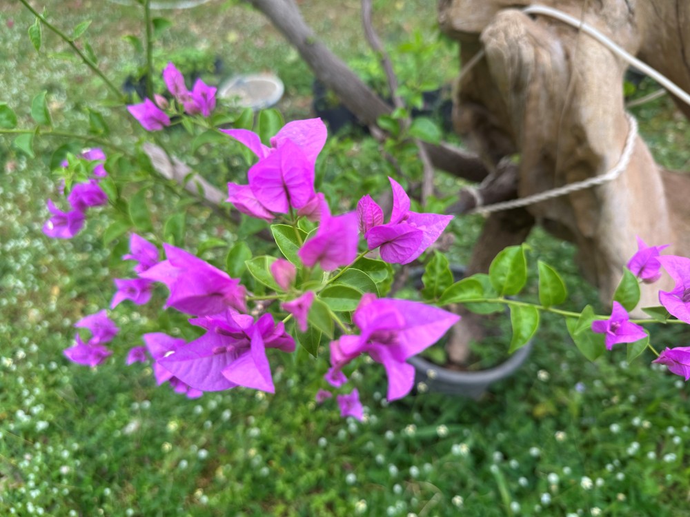 Bougainvillea