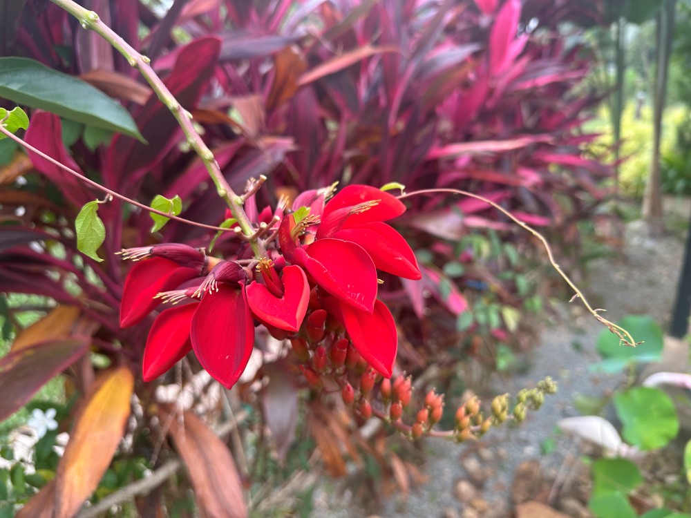 Flowers