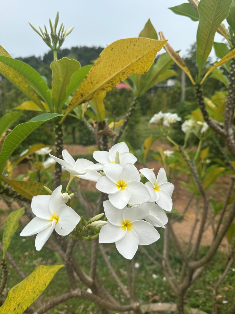 Flowers 2