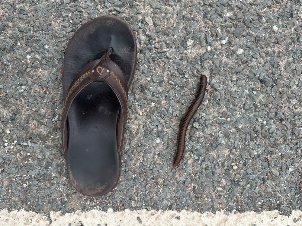 Giant millipede