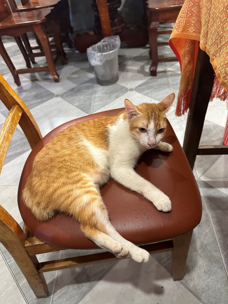Kampot Cat