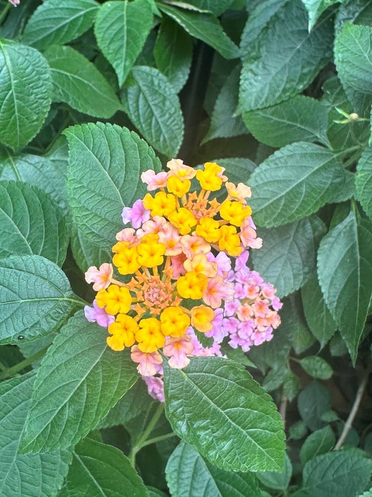 Lantana