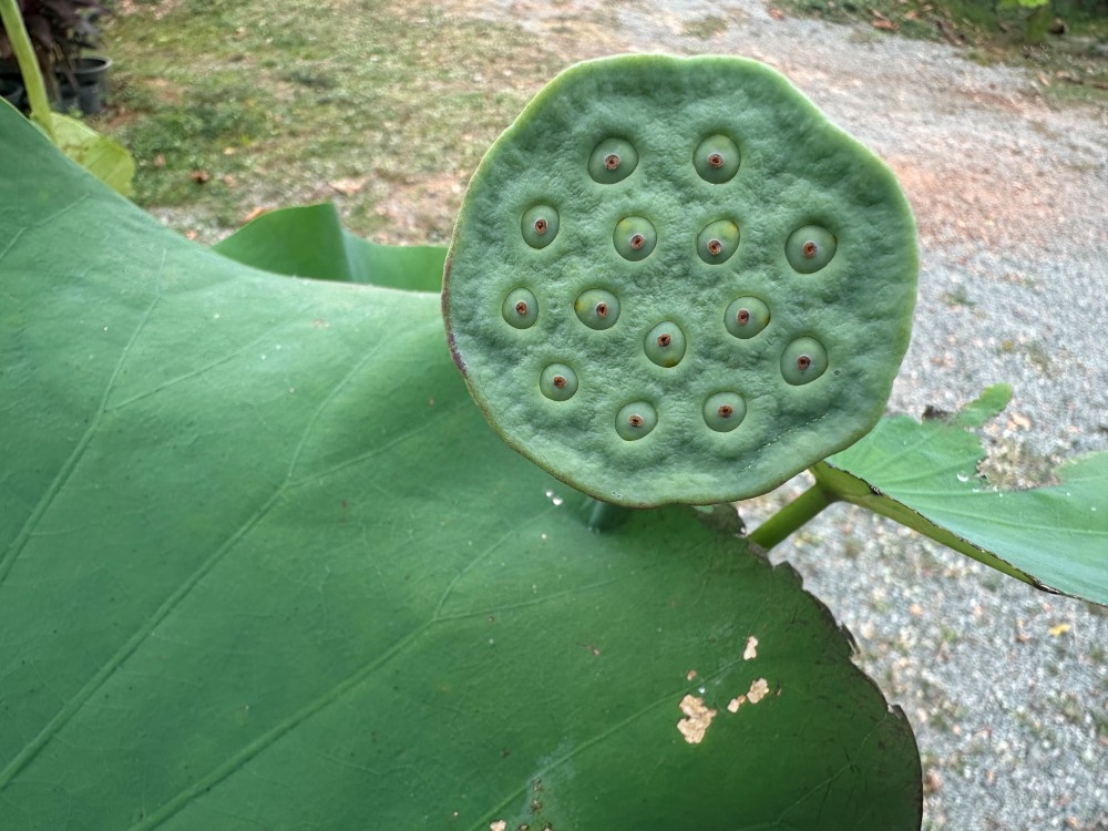 Lotus seed pod