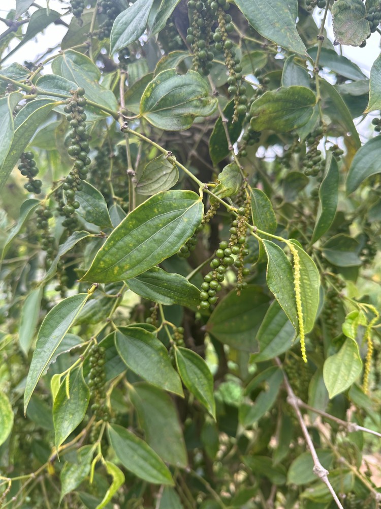 Pepper vine