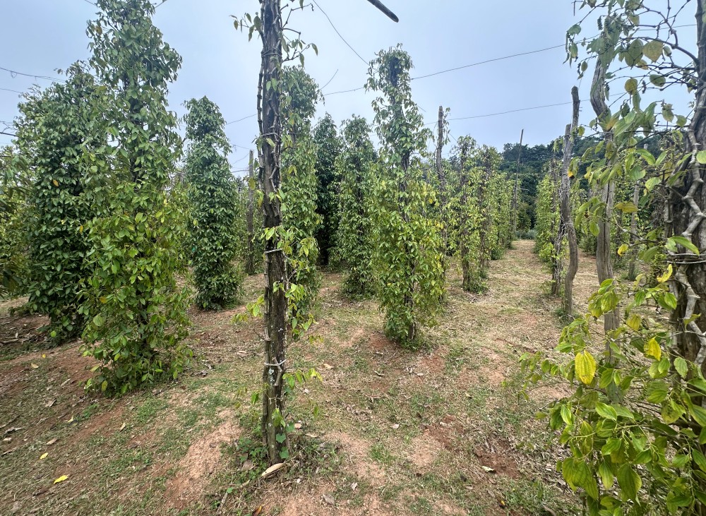 Pepper vines
