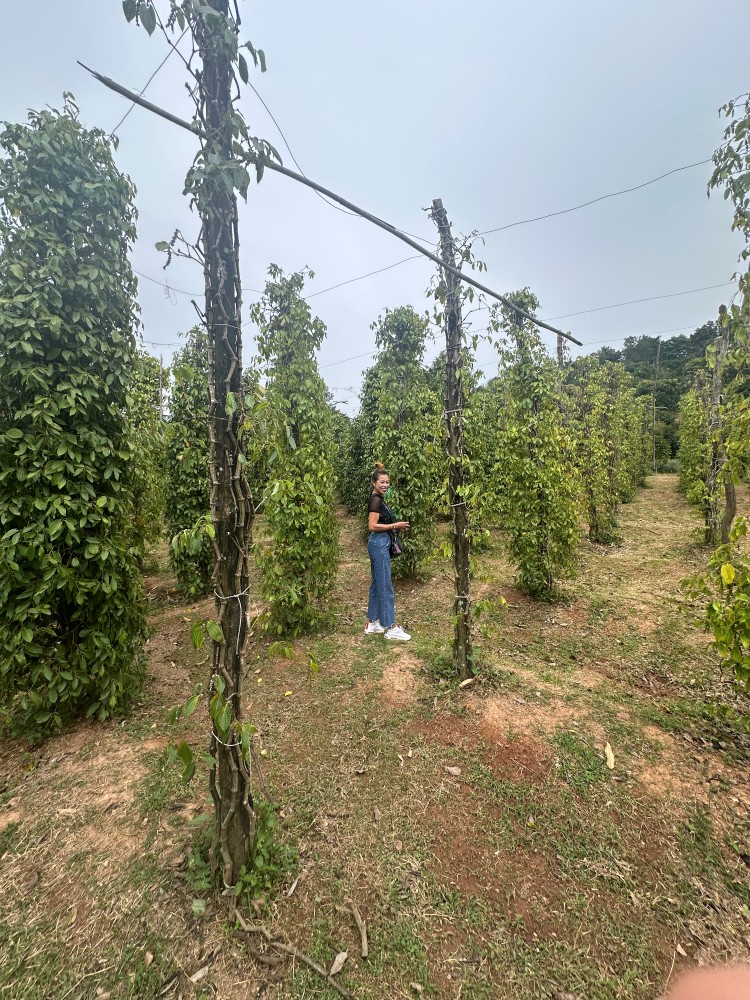 Ton and the pepper vines