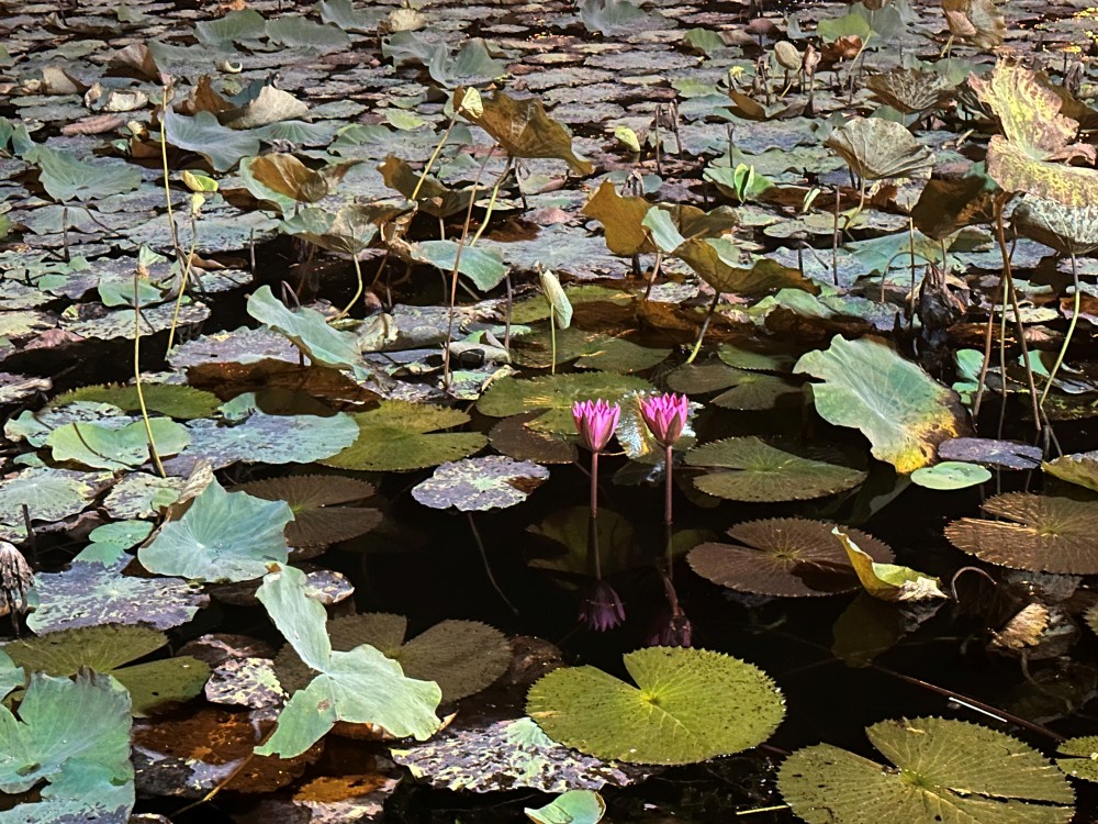 Two lotuses
