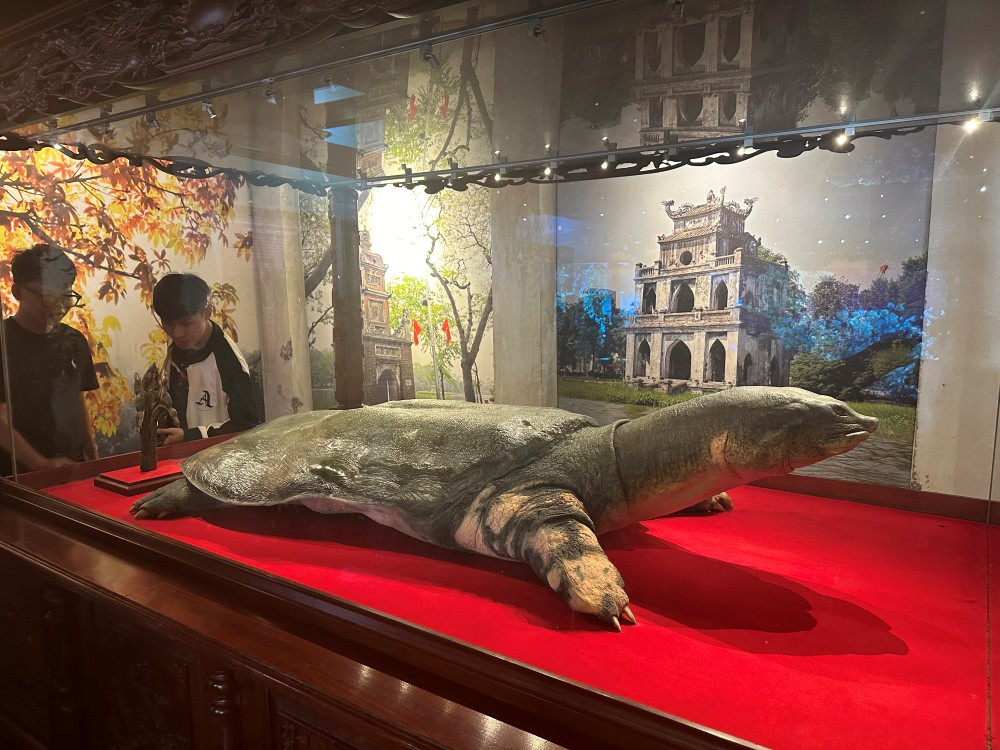 Giant turtle