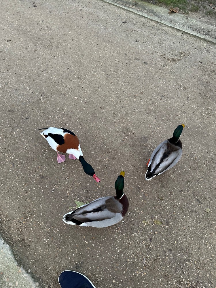 Ducks at Square des Batignolles