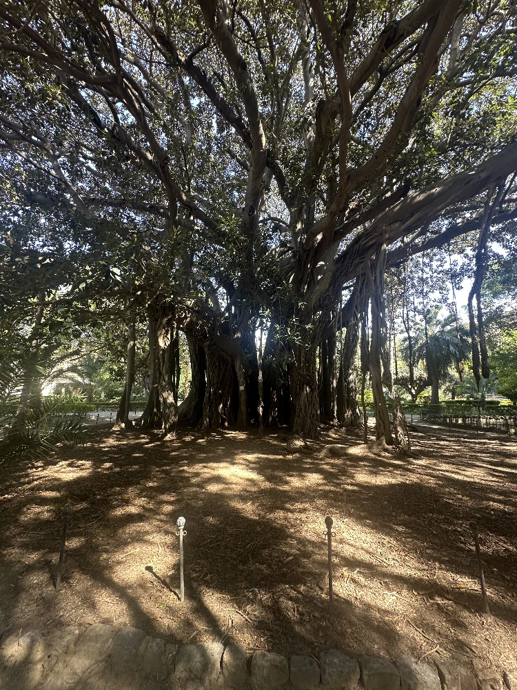 The Strangler Tree