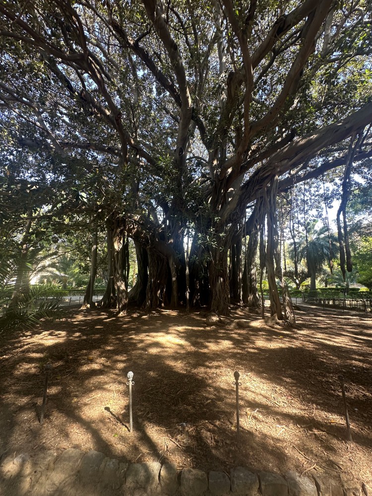 The Strangler Tree