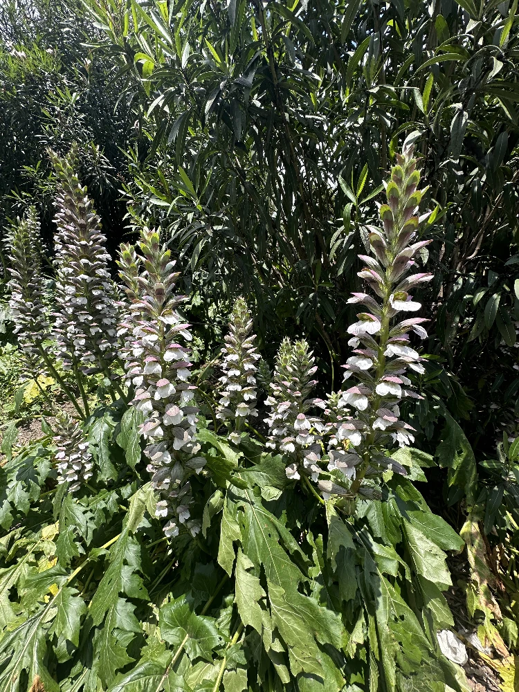 Acanthus mollis
