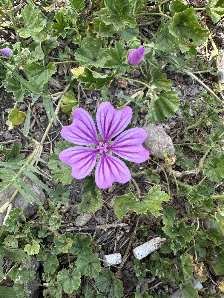 Flower near the Colosseum