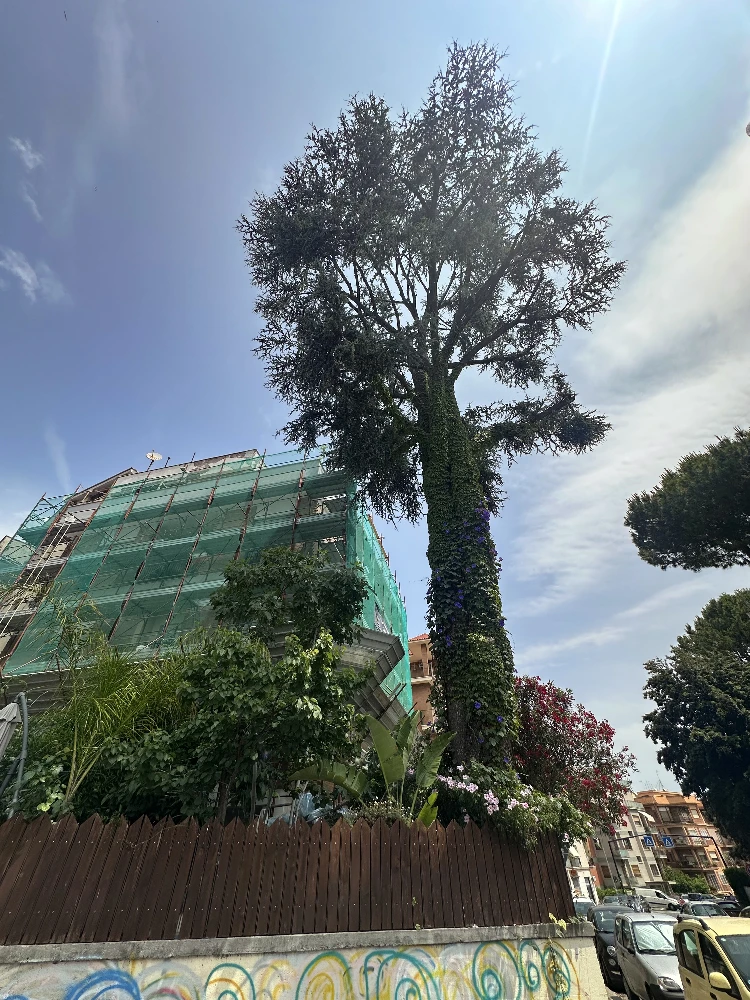 Green tree
