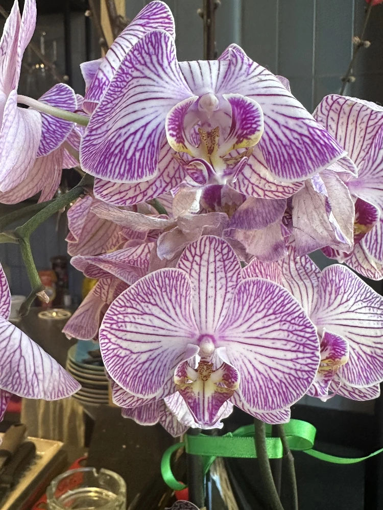 Orchid