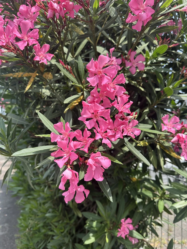 Pink oleander