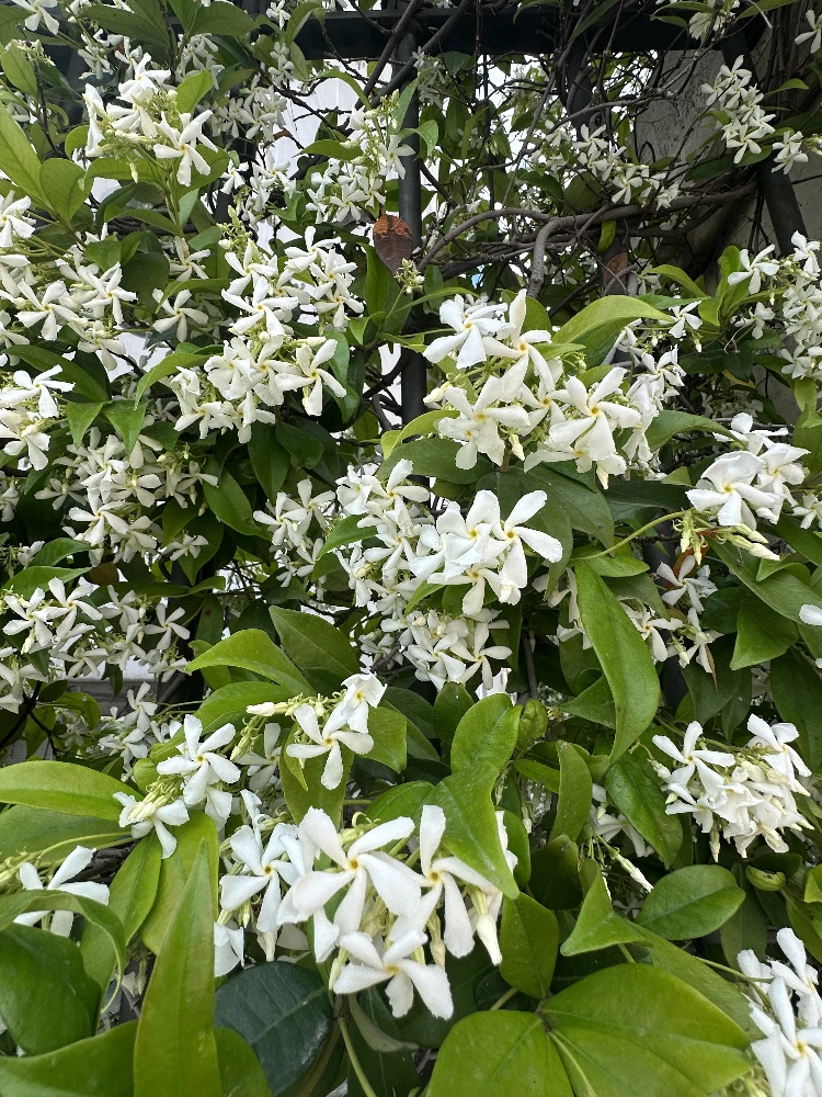 Star jasmine